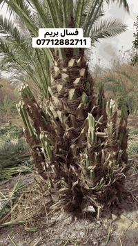 فسال بريم  07712882711