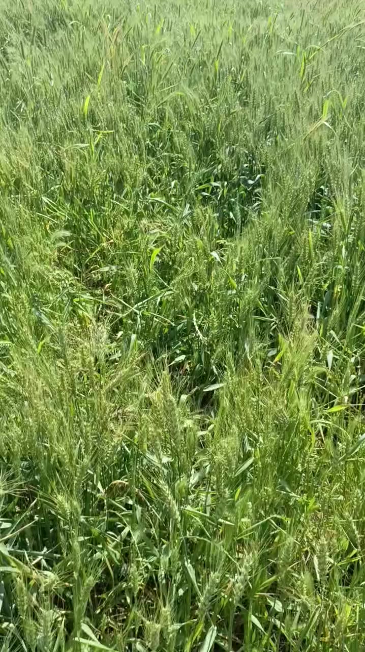 سلام عليكم كاع زراعيه لبيع خمسه وسبعين دونم نهر سعد قاطع لول
***********
