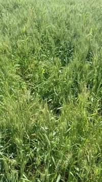 نهر سعد • ٧٥ دونم • أرض زراعية