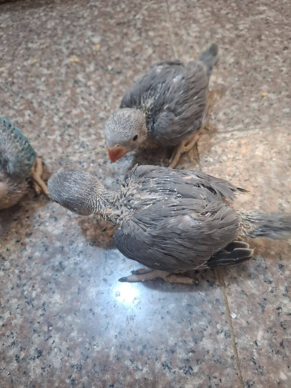 وين اليدور الحلال النظيف افراخ دره هندي تبزير محميتي مو مستورد ٢ رصاصي واحد سمائي عش واحد مريشات وخير من الله سعر تك ١١٠ واذا شلع بيهن شي بسيط مكان كربلاء الحسينيه  *********** ***********
