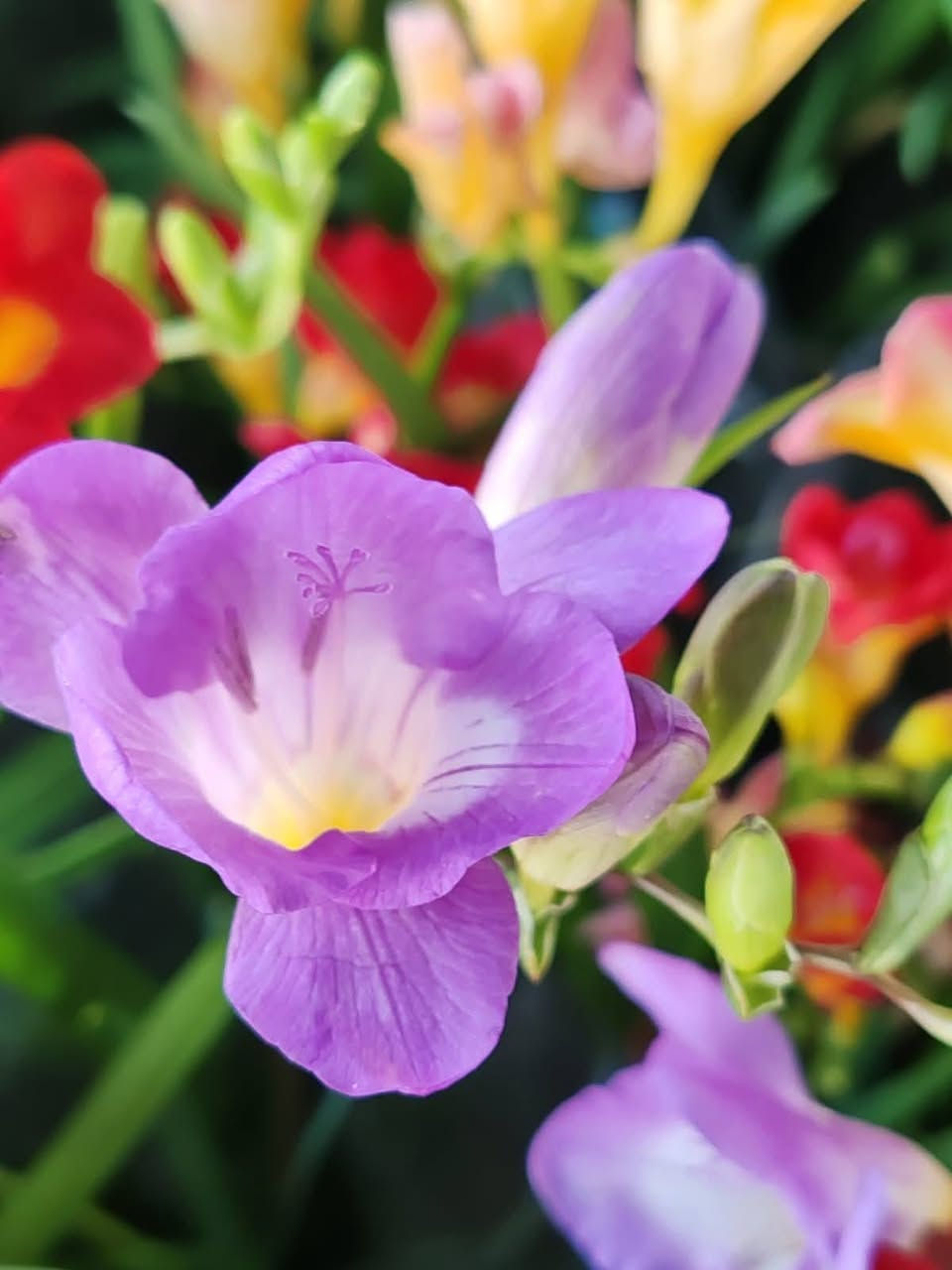 محبي االابصاال 

وفرناا ابصال فريزيا
 ذات رائحة مذهلة  عطريه 
توفت  بعده االواان 

عنوان / تقاطع سبعة نيسان


**إذا كنت صاحب هذا الإعلان وتريد حذفه لأي سبب، رجاءا أرسل رسالة إلى الدعم الفني**