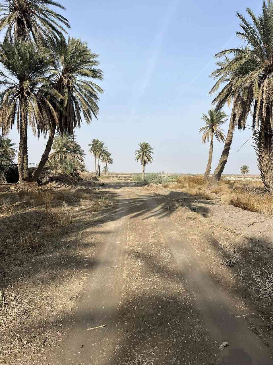 🌟 دوانم راقية الك ولعائلتك 5نجوم🌟

🔍 تبحث عن الهدوء والابتعاد عن زحمة المدينة والضوضاء؟ 🤔 لدينا الحل! دوانم طابو زراعي سنة 25، تحويل وفتح بيان مباشر باسم المشتري، وبدون دفع أي فلس إذا لم ينفتح البيان باسمك وتستلم سند 😊.

🏞️ _الموقع_:

- الدوانم كلها بالقرب منها مزارع وشاليهات وفلل 🏠

- مواقع مرتبة وكلش راقية 💯

- أرض خصبة 🌾

- مثالية للسكن والاستجمام 🌳

- دوانم الك ولعائلتك لإنشاء المزرعة او مكان للترفيه 🏞️

💰 _الأسعار_:

- تبدأ من 7 مليون دينار عراقي 🚀

- تصل إلى 30, 40, 50 مليون دينار عراقي 💸

🌟 _فرصة استثمارية_:

- للسكن 🏠

- للزراعة 🌾

- لبناء مزرعة لك ولعائلتك 🏞️

التاجي ذراع دجلة منطقت الشيخ عامر 

ليحب ياخذ لوكيشن الارض يتصل ويدلل 

📞 _للاستفسار_:***********

٧٧٦٠٦٦٦١٦٨٧

 📱

#دوانم_راقية #استثمار_عقاري #مواقع_مميزة #هدوء #راحة
