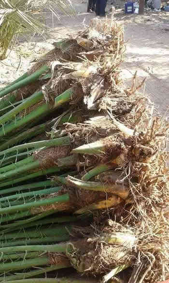 السلام عليكم يوجد لدينا كافة انواع النخيل البرحي المكتوم كنطار صلطاني تبرزن اصبع العروس اشويثي احمر خضراوي مندلي وكافة انواع ويوجد توصيل الى جميع المحافظات  الاستفسار الاتصال على الرقم (***********)
