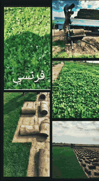 ☘ثيل طبيعي نوعية ممتازة(هندي درجة اولى)🍀  🌳مناسب للاستخدام في ( المناز...