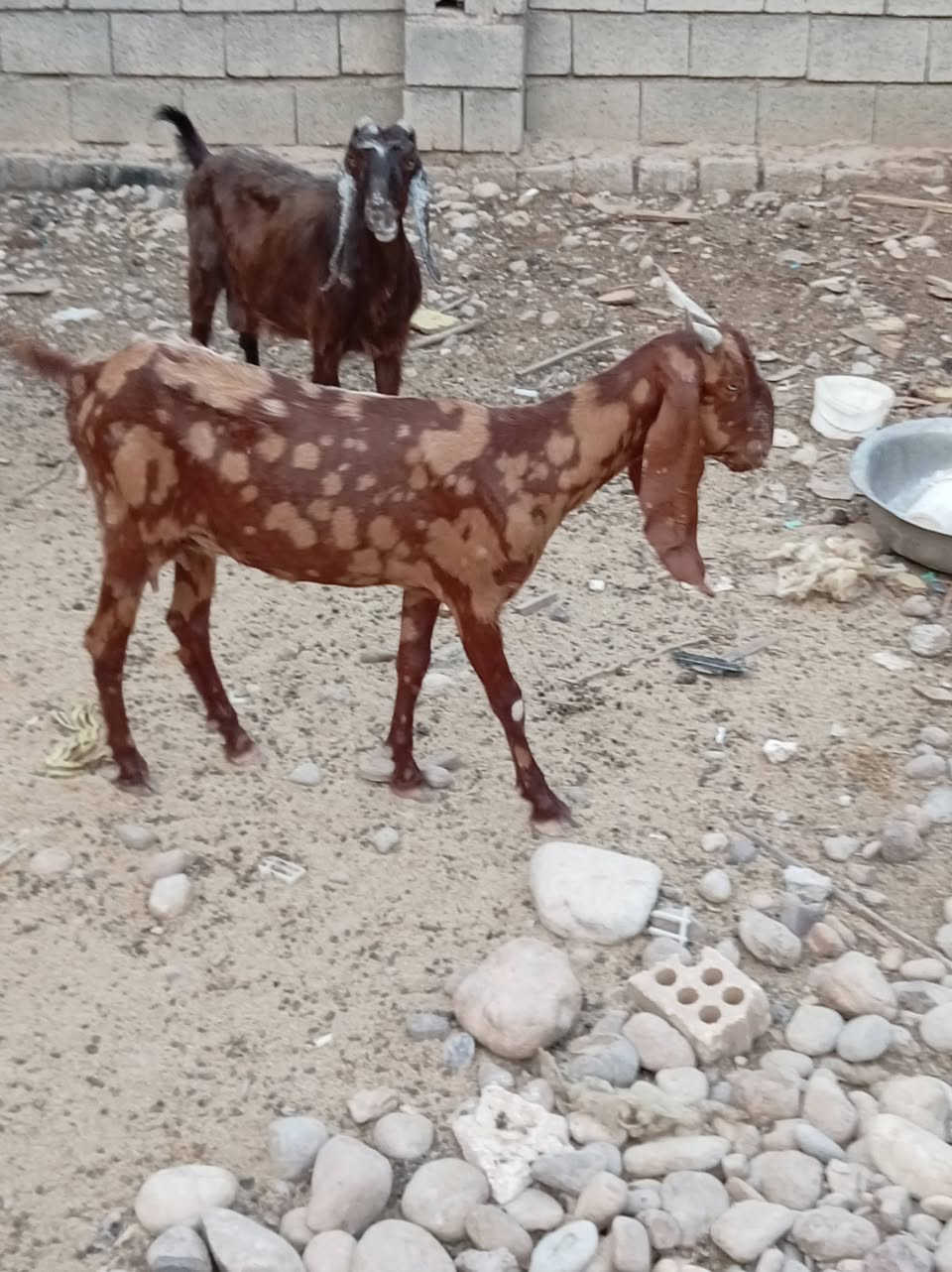افغانيه نمري للبيع


**إذا كنت صاحب هذا الإعلان وتريد حذفه لأي سبب، رجاءا أرسل رسالة إلى الدعم الفني**