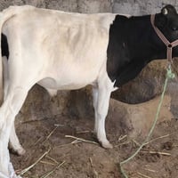 حولي • أضحية • خروف حولي • حولي ذبح • حولي درجة أولى • حولي توصيل • خر...