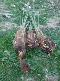 فسائل • نباتات • للبيع