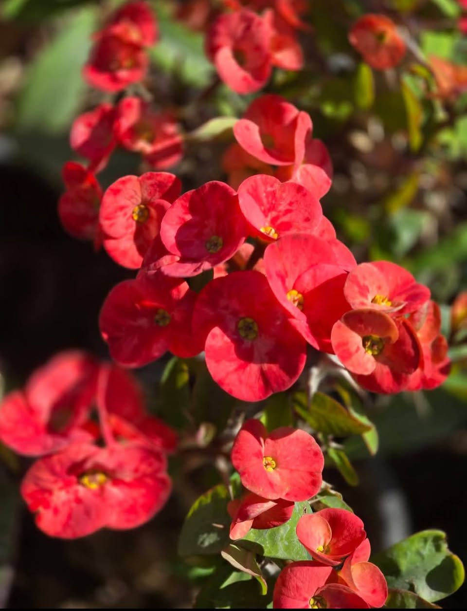 متوفر جميع انواع الورود الموسميه والدائميه 🌹🌷


**إذا كنت صاحب هذا الإعلان وتريد حذفه لأي سبب، رجاءا أرسل رسالة إلى الدعم الفني**