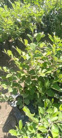 نبك تفاحي • نبات