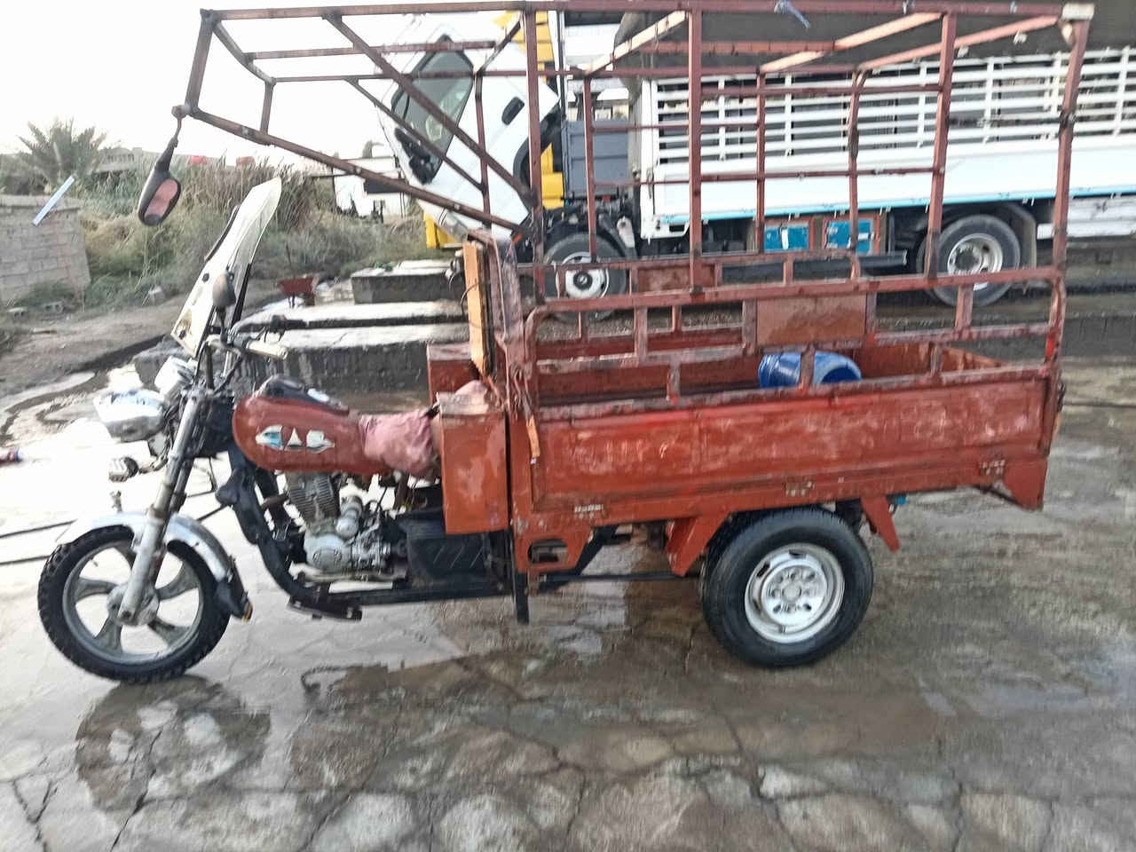 ستوته ام الطير للبيع أوراق اصوليه
السعر ٦٠٠ وبيها مجال رقم الهاتف ***********
