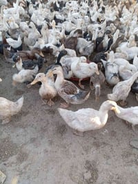 بكيني • خضيري • للبيع