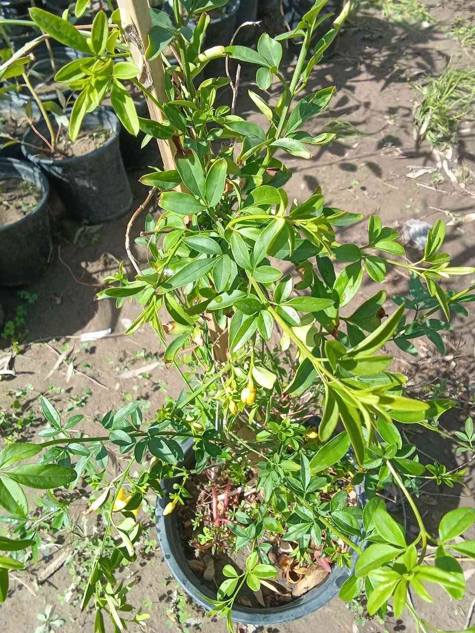 ياسمين اصفر ب٢٥٠٠ مورد
التوصيل داخل بغداد فقط 
للطلب*********** واتساب
