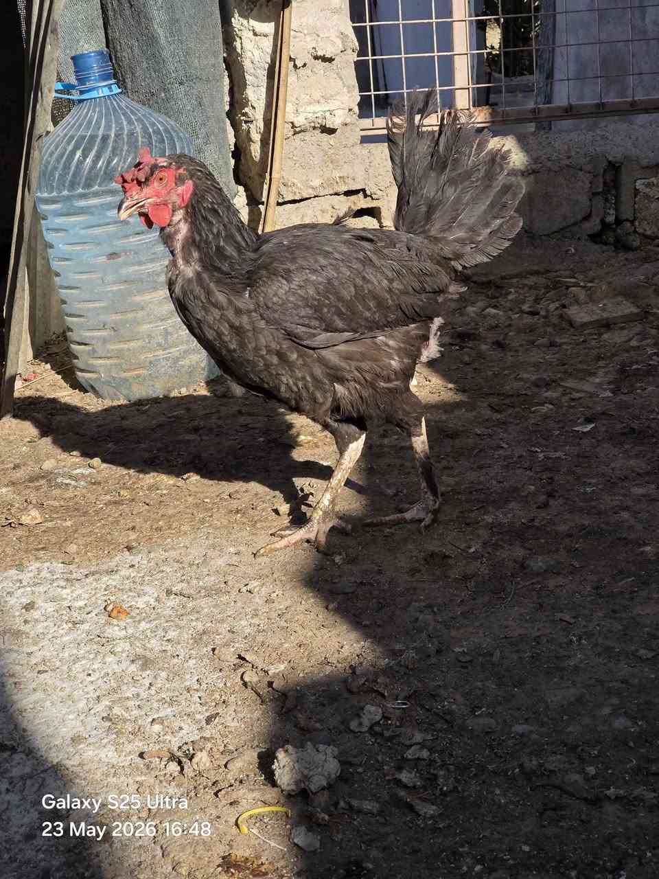 مریشکی کڕ 3 دانە بۆ فرۆشتن نرخی بەگوێرەی حەجمی کامت ویست مەسج بکە


**إذا كنت صاحب هذا الإعلان وتريد حذفه لأي سبب، رجاءا أرسل رسالة إلى الدعم الفني**