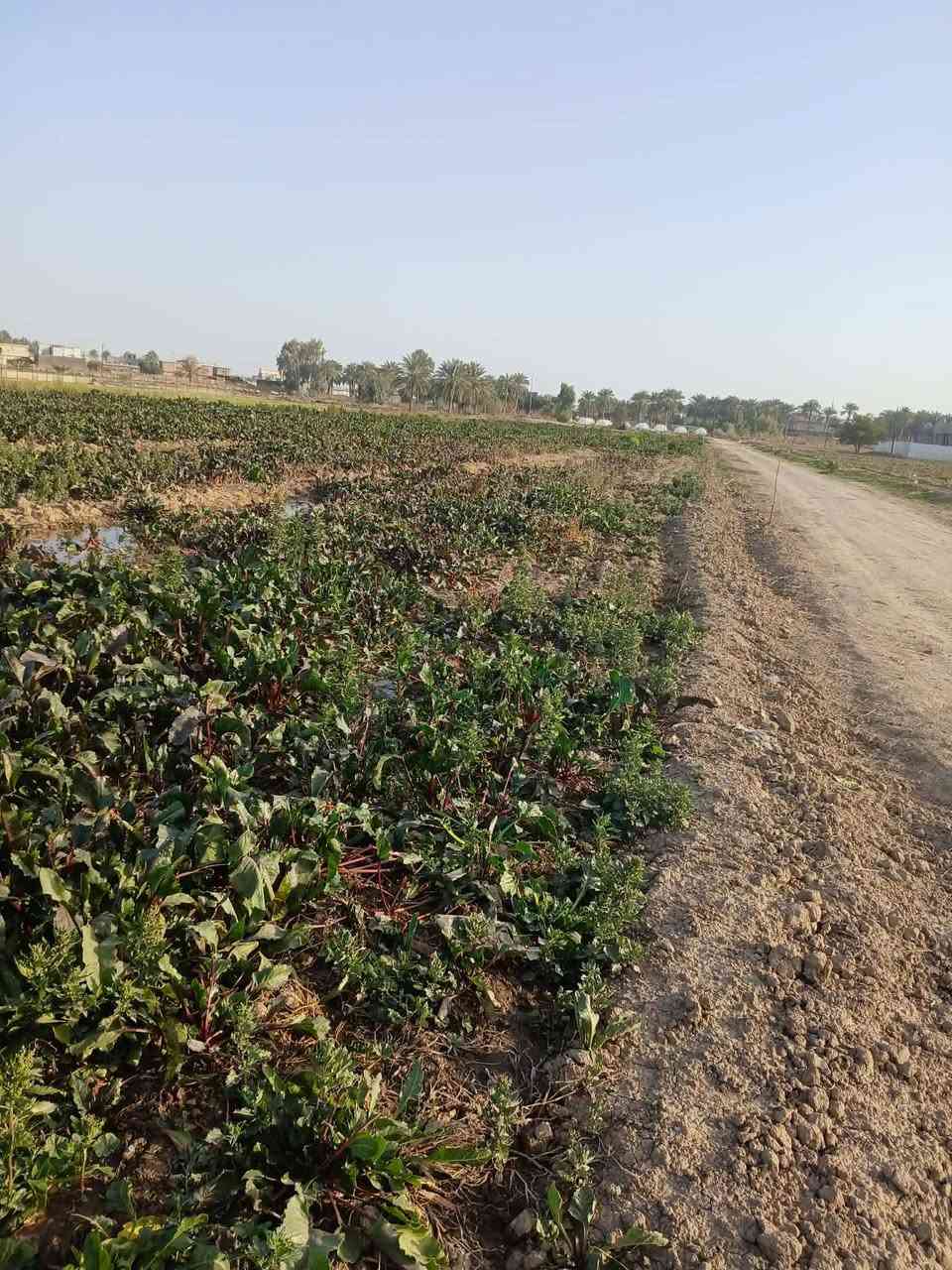 توجد قطعه للبيع في العدوانية قرب المنتجع مساحته ٩٠٠ متر الواجهه ٣٠ ونزال ٤٠ صنف ارض تحويل سند ثاني يوم مع صاحب ابو سند للإستفسار على خاص


**إذا كنت صاحب هذا الإعلان وتريد حذفه لأي سبب، رجاءا أرسل رسالة إلى الدعم الفني**