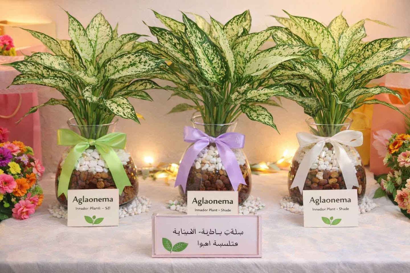 🪴 فازة زجاج أنيقة مع حصى طبيعي وربط خيش
✨ جاهزة للعرض وتناسب أي مكان بالبيت أو المكتب
النبتة:
🌿 كلومينيا داخلية جميلة
💧 سهلة العناية
☀️ تتحمل الإضاءة المتوسطة والضعيفة
🏡 تضيف لمسة انتعاش للمكان بغداد, العراق


**إذا كنت صاحب هذا الإعلان وتريد حذفه لأي سبب، رجاءا أرسل رسالة إلى الدعم الفني**