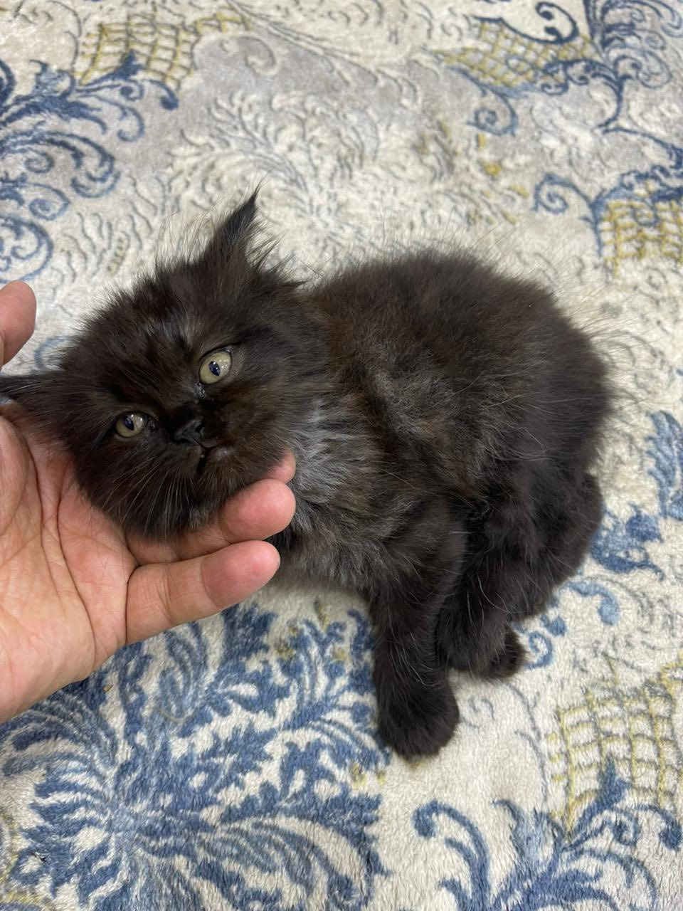 هملايا ام واب وجهالهم ثنين ذكر وانثى للبيع الزغار لونهم قهوائي مو اسود كلهن بصحه جيده وكلش نظيفات اليريدهن كلهن احسبهن بسعر مناسب جدا


**إذا كنت صاحب هذا الإعلان وتريد حذفه لأي سبب، رجاءا أرسل رسالة إلى الدعم الفني**