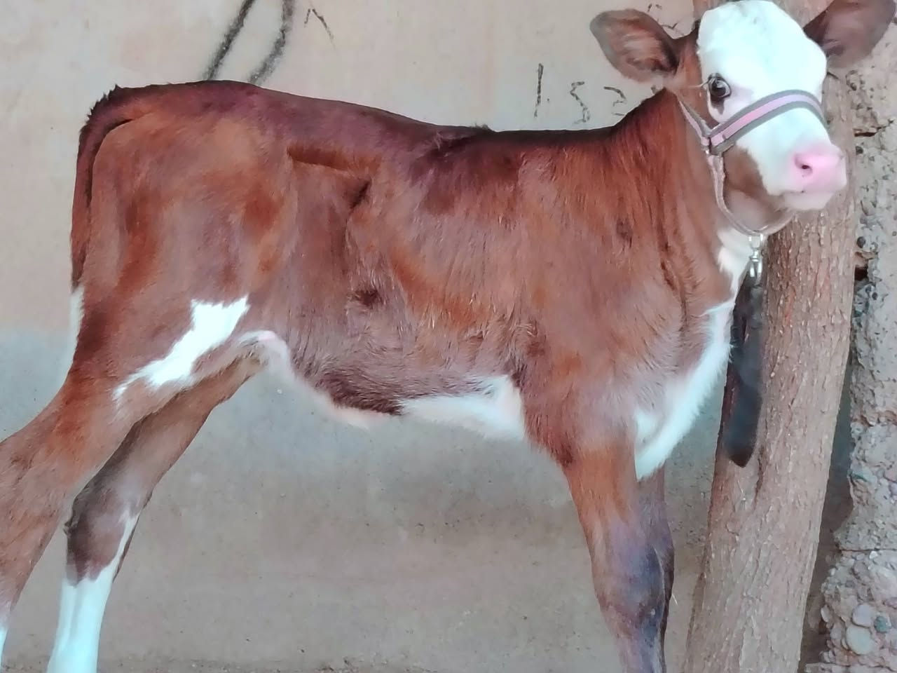 بسم الله ماشاء الله
حولية سمتال الاصلي

جمة عرموطي ام الصرة 

حولية درجى اولى مال جنيه 

شرط اچل وشرب ونصاحة فول وترهم لكوشة 

المكان  صلاح  الدين الشرقاط الخضرانيه

***********
***********
