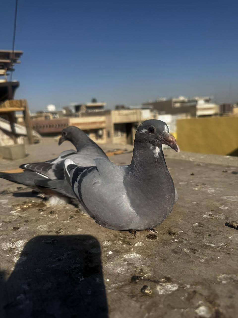 السلام عليكم
اخوان متاح زوج افراخ 
ب30 
مكان بغداد الشعب 
***********
