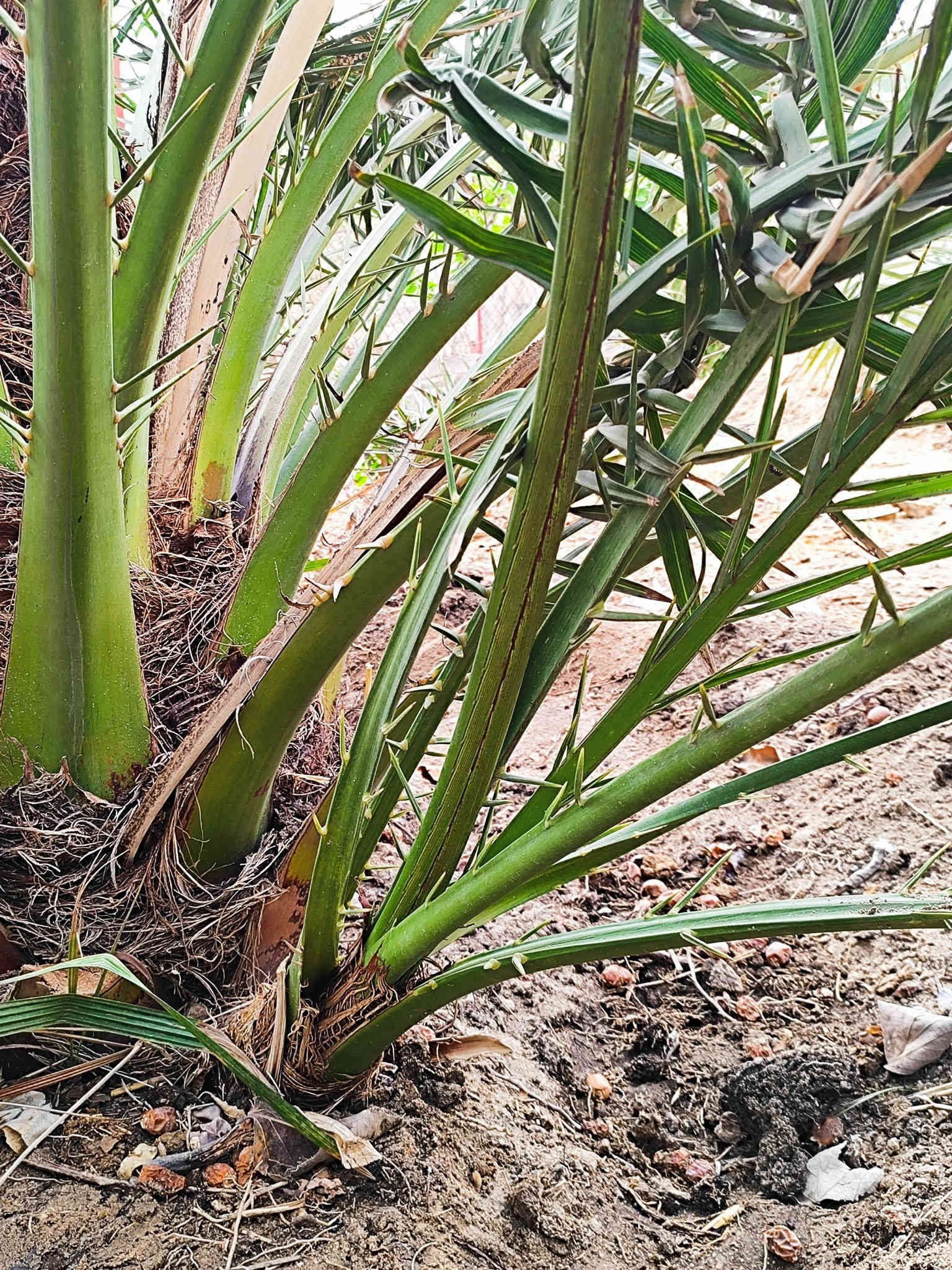 السلام عليكم ورحمة الله وبركاته
يتوفر فسائل نخيل #برحي نسيجي عدد الفسائل 7 العنوان  البصرة القبلة حي الشهداء لتواصل ***********
(الاسعار مناسبة) 
#وافق ادمن مع الشكر والتقدير
