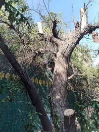 قطع الاشجار مجاني 07739761835 07813616497 واتساب