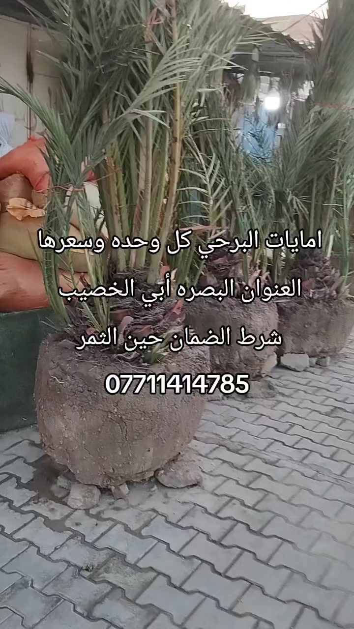 أمهات البرحي الحماله شرط الضمان العنوان البصره أبي الخصيب ***********

