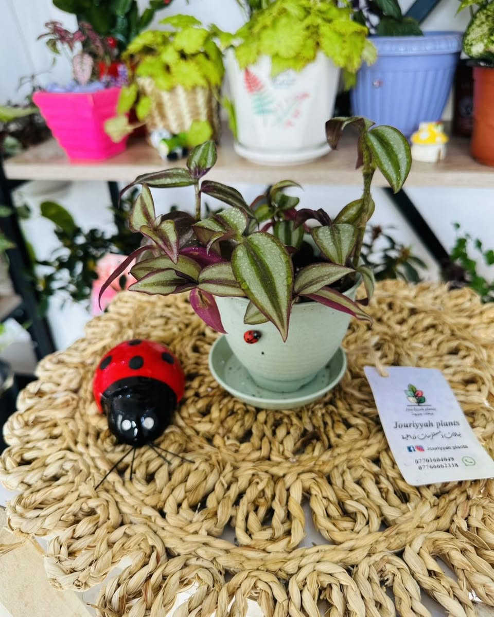 عررررض كل قطعة بالمنشور ب٣٠٠٠ بس

🚚 توصيل فقط 
والتوصيل مجاني للكندي

#Jouriyyah_plants #نباتات #موصل #ديكور #زراعية #استشارات #هدايا #فايتر #سمك #احواض


**إذا كنت صاحب هذا الإعلان وتريد حذفه لأي سبب، رجاءا أرسل رسالة إلى الدعم الفني**