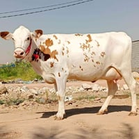 عرموطه • نوعيه نادره • توصيل نجف كوفه
