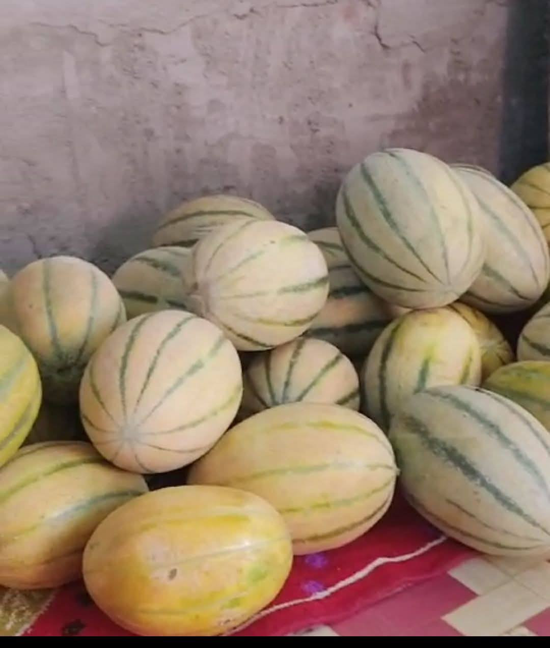 السلام عليكم يوجد بذور بطيخ درجه اولى ***********
