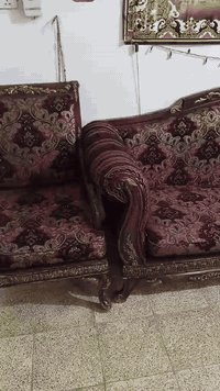 تخم زان مصري نظافه 80% كلش حلو السعر 300 العنوان الدوره معلمين هاتف 07...