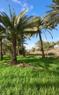 النعيم • دونم • طابو زراعي