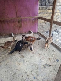 فراريج عرب • دجاج هراتي • حي ابو زديره