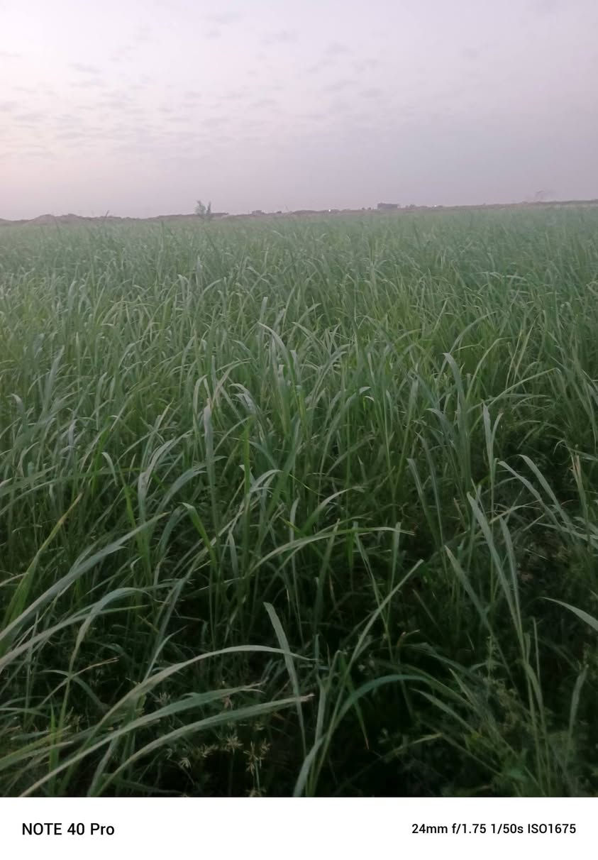 يوجد بذور بنكام جتيه  نوعيه جيده نضيفه دائميه شته صيف الارتفاع مترين حسب قوة الكاع كما مبين بالصور اليرغب يشتري يراسل الصفحه

واتساب ***********

الرفاعي شارع ابو الماش
