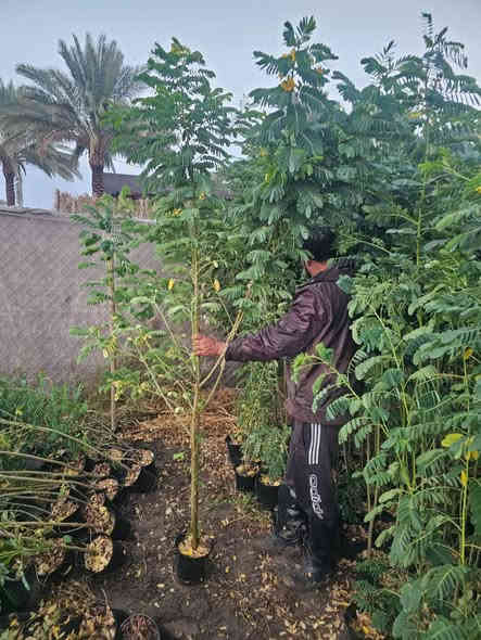 اهلا وسهلا 
بزبأئنا الكرام تم وبعون الله تجهيز وأتمام ألاشجار ألمعمره وبكافة الاصناف وذات المنظر الجميل وتجهيز بكافة الأحجام 
ألأستفسار ***********
 يوجد واتساب
