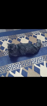 بزونه • للبيع