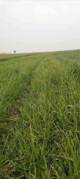 السلام عليكم 
يوجد لدينا أرض زراعية درجه اولى ٩٠ دونم بيه حصه مائيه وقريبه على نهر دجلة العنوان واسط قضاء الزبيديه منطقة أم سنيم نوع العقار طابو زراعي سند ٢٥ تحويل مباشر للمشتري تنباع كله أو جزء منها سعر الدونم الواحد ٥ مليون وبيه مجال بسيط 
*********** بيه واتساب
