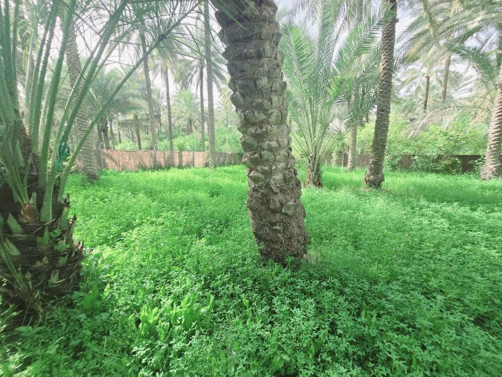 اللهم صل على محمد وأل محمد ليوم
جبنالكم عرض مميز  وبسعر مناسب جدا واحلئ

 مايكون بهذا العرض هوه المنطقة والجيران الطيبة والهدوء 

 للبيع    دونم اله 250 مترالمساحة بالأمتار 2250 متر محدد ومسيج بالكامل 

   تتوفر كافة الخدمات 

  كهرباء ضغط عالي مي اساله 

   مي سقي سيح البستان مخدومة

 بالكامل العنوان كربلاء شارع الحسينية سايد المواكب

 قرب جسر 🌉 الإبراهيمية الها مدخلين مدخل الأول من

 شارع الحسينية ومدخل الثاني من شارع الابراهيمية تبعد

 عن شارع الحسينية 1000  متر وعن جسر الإبراهيمية كيلو ونص 

 وعن مركز المدينة 15 كيلو منطقة سكنية عرض الشارع

 النازل عل بستان 6 متر واكو مكانات 7 و 8 م علمأ نوع السند

 طابو زراعي سند 25 تحويل سهم مباشر بأسم المشتري

 أصل السند  6   دونم فقط انزل اسمك سهم بالسند بمساحة

2250 متر 

#السعر   180    مليون  مع المجال

 للجاد بالشراء 

للإستفسار أكثر #اتصلوا بالأرقام التالية 

(  ‏‪***********‬‏  )(  ***********  ) 

ابو فاطمة عنوان المكتب شارع الحسينية قرب جسر 🌉 الإبراهيمية مقابل شارع عون مكتب النافعي للعقارات كربلاء    النافعي للعقار       #اشاره #الاصدقاء #متابعين #اكسبلور #الجميع #متابعين #اكسبلور #الجميع #متابعين #اكسبلور @إشارة @الجميع  @إشارة #عقارات بساتين وقطع اراضي كربلاء بساتين كربلاء بساتين كربلاء بساتين واراضي كربلاء
