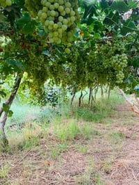 العلم الحاوي • ٢ دونم • عنب قمرية