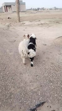 زوج طليان • بنات سنة • هيت ناحية الفرات