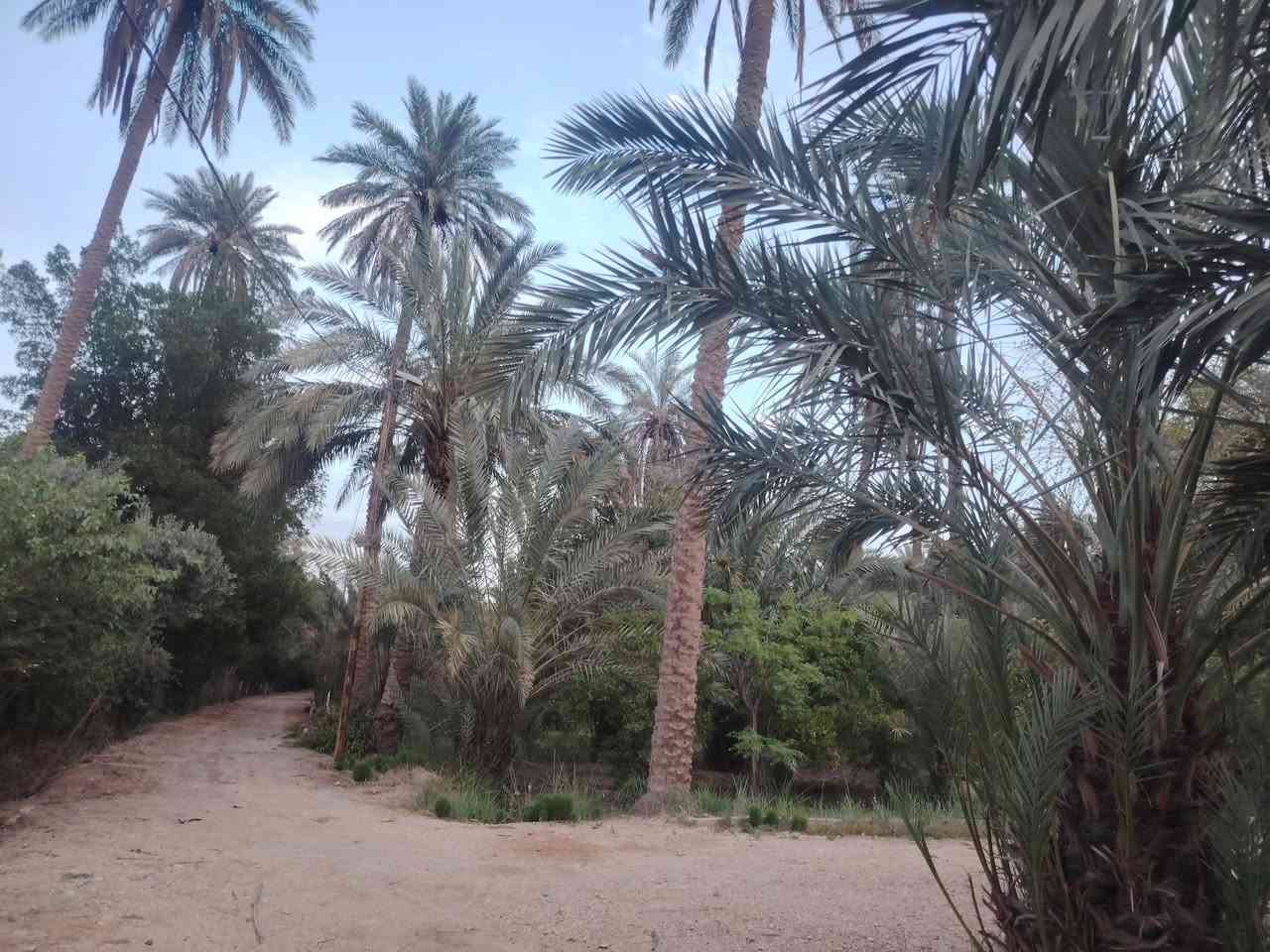 من رخصت الادمن المحترم مزرعه 2 دونم تحويل مباشر بالطابو المسيب مباشر على الشط الفرات الاتصال ***********
