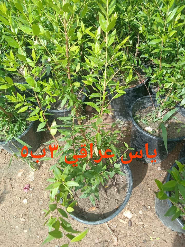 للطلب*********** واتساب 
التوصيل داخل بغداد فقط

