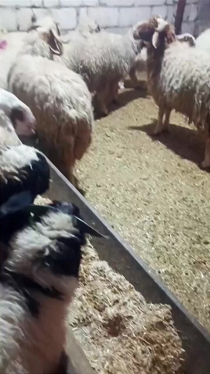 #النجف_الأشرف #نجف_مديتني #احياء_النجف
⚜️السلام عليكم
⚜️مستعدين لذبح وتجهيز كافة المواشي
⚜️ حلال عراقي شرط الصحه ولحم خير من الله 
⚜️العنوان #النجف_الاشرف 
⚜️ #مجيدالاسدي_***********
🌹🌹🌹🌹🌹🌹🌹🌹🌹🌹🌹🌹🌹🌹🌹
