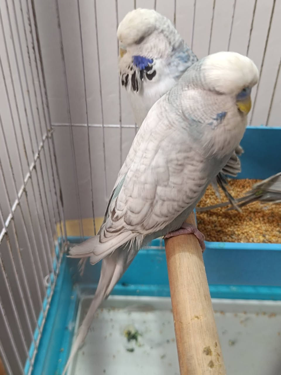 طيور حب نكليزيات للبيع او مراوس  بدجاج


**إذا كنت صاحب هذا الإعلان وتريد حذفه لأي سبب، رجاءا أرسل رسالة إلى الدعم الفني**