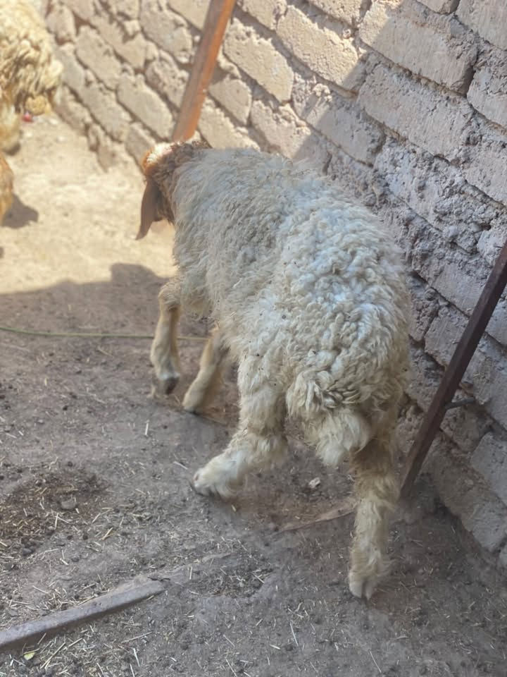 يا الله للبيع فطايم 2 مال رباط أو نعجة عليهة عشار شهرين ونص او اصخول جذاع 2 نثاية سعر خاص او رقم *********** مكان ديالى تقاطع الوجيهية
