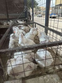 عامل محل • دجاج وسمك • ناصرية حي الشهداء