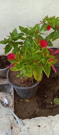 نباتات • للبيع