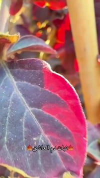 ديكور بيت • حديقة • تجهيزات