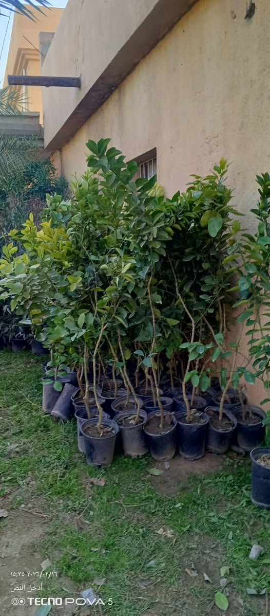 متوفر انواع الحمضيات ولنفضيات وبنسب السعار ***********
