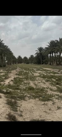 ٣ ونص دوانم • سند ٢٥ • طريق حله ديوانية
