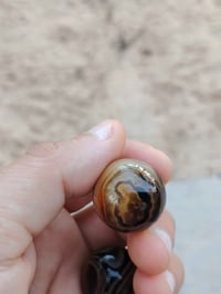 نثيه • فحل • تصوير واضح