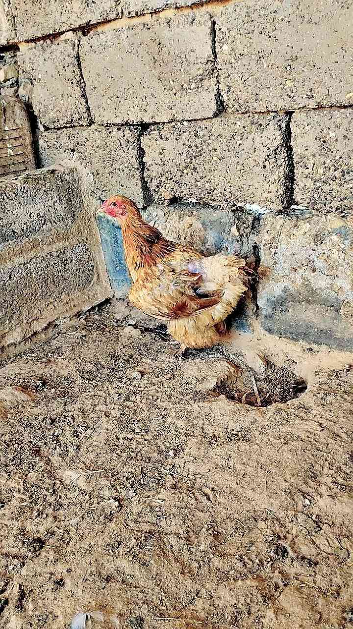 للبيع دجاج عرب زوج 25 وديج ب 15 ولفسيفسه كاركه بدون بيض سعر 30 ولبراهما ب 15 مكان حديثه


**إذا كنت صاحب هذا الإعلان وتريد حذفه لأي سبب، رجاءا أرسل رسالة إلى الدعم الفني**